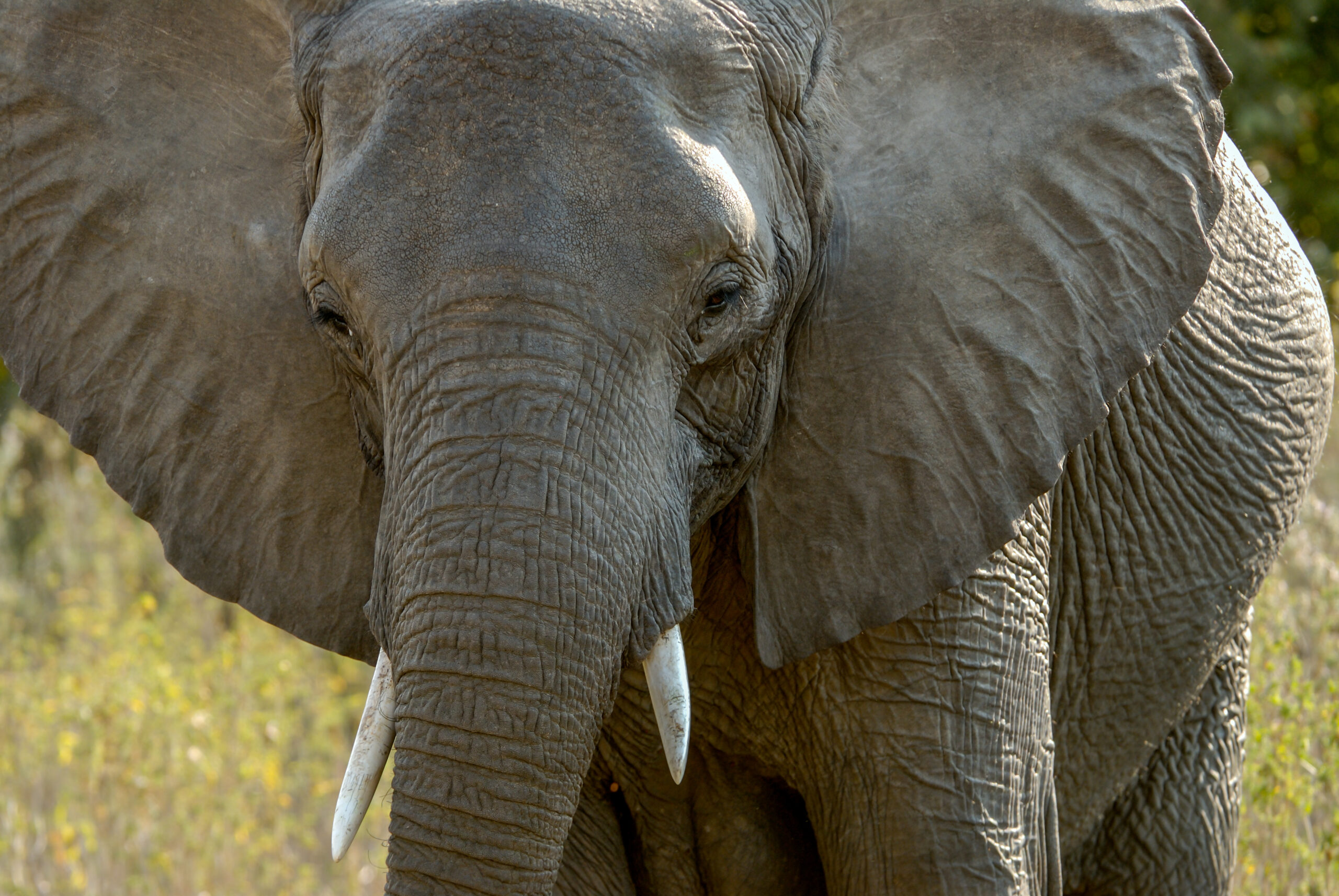 Nahaufnahme von einem Elefant mit großen Ohren und kleinen Stoßzähnen.