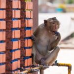 10 Crazy Animal Facts That Sound Fake—But Are 100% True